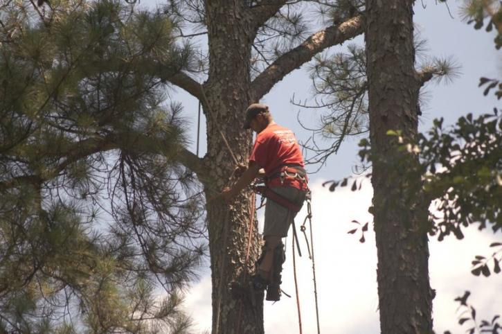 Image for Todd’s Marietta Tree Services with ID of: 2602238