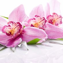 Image for Weslaco Floral with ID of: 2603191