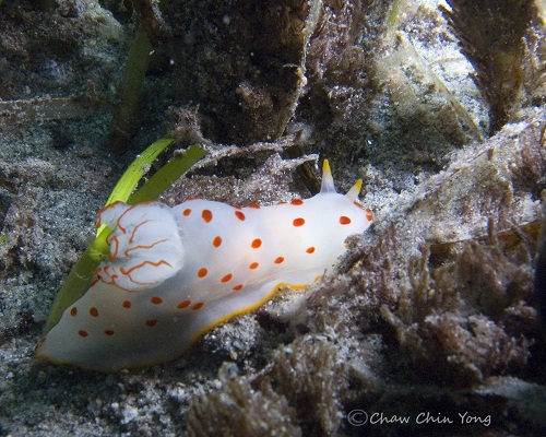 Image for Diving Una Una with ID of: 2605788