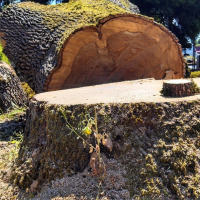 Image for Portland Tree Service with ID of: 2607005