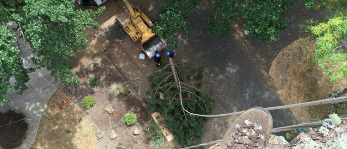 Image for Portland Tree Service with ID of: 2607007