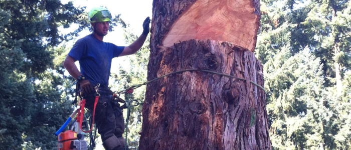 Image for Portland Tree Service with ID of: 2607012