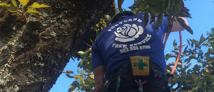 Image for Portland Tree Service with ID of: 2607015