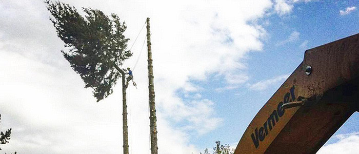 Image for Portland Tree Service with ID of: 2607016