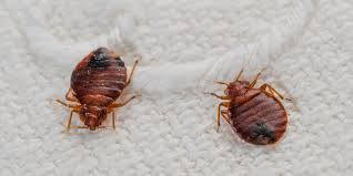 Image for pest control huntington N.Y with ID of: 2609136