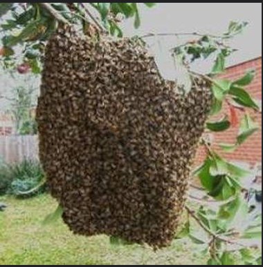Image for pest control huntington N.Y with ID of: 2609138