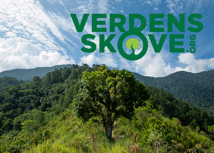 Image for Save-The world's forests - both the Danish forests and the Rain forest with ID of: 2620066