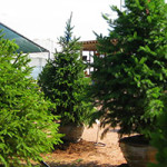 Image for Caledon Treeland with ID of: 2622618