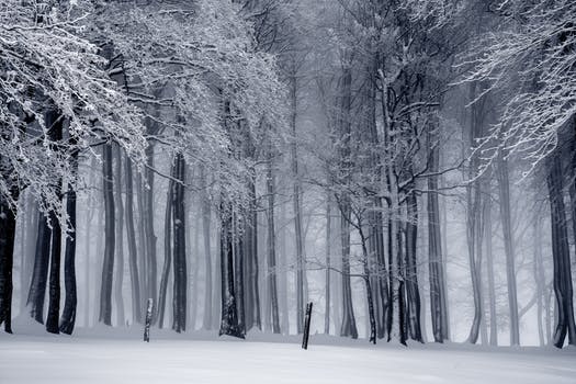 Image for Caledon Treeland with ID of: 2622635