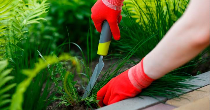 Image for Loveall Pest Control with ID of: 2623112