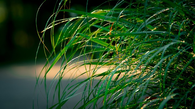 Image for Loveall Pest Control with ID of: 2623113