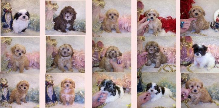 Image for Fancypoo4u with ID of: 2623930