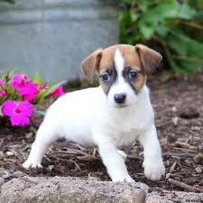 Image for East Coast Puppies with ID of: 2624826