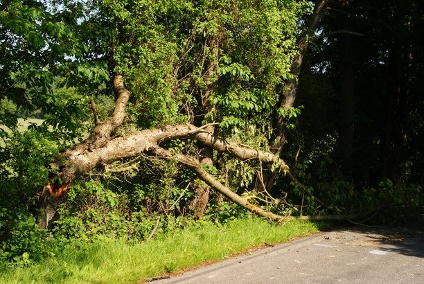Image for Austin Tree Service Authority with ID of: 2634198