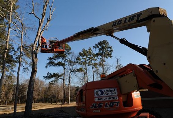Image for Austin Tree Service Authority with ID of: 2634199