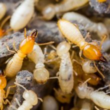 Image for Integrated Pest Management with ID of: 2635249