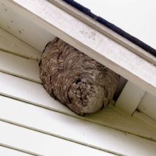 Image for Integrated Pest Management with ID of: 2635250