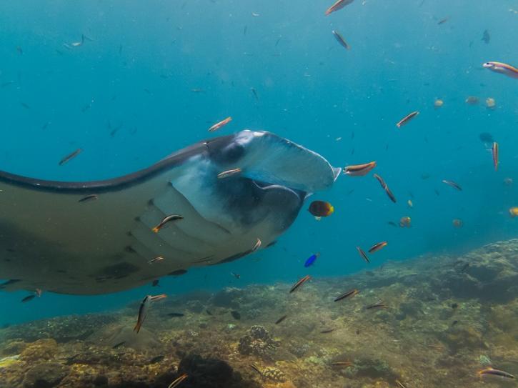 Image for Sulawesi Dive with ID of: 2636237