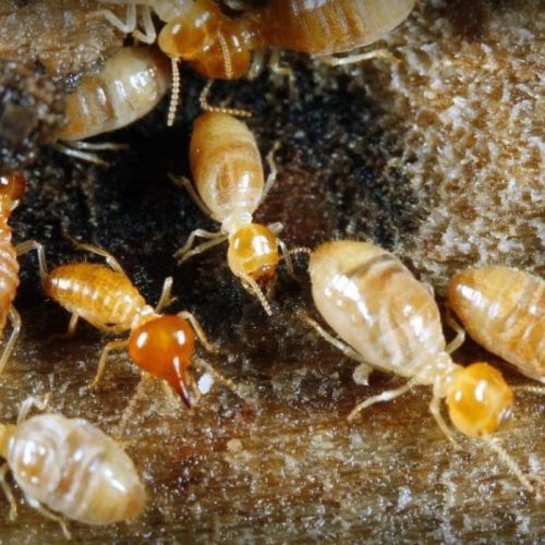 Image for Prescott Pest Control with ID of: 2639767