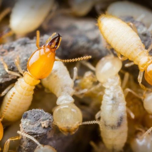 Image for Prescott Pest Control with ID of: 2639768