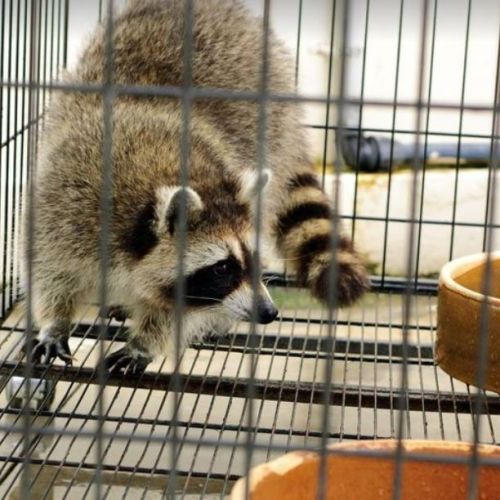 Image for Prescott Pest Control with ID of: 2639770