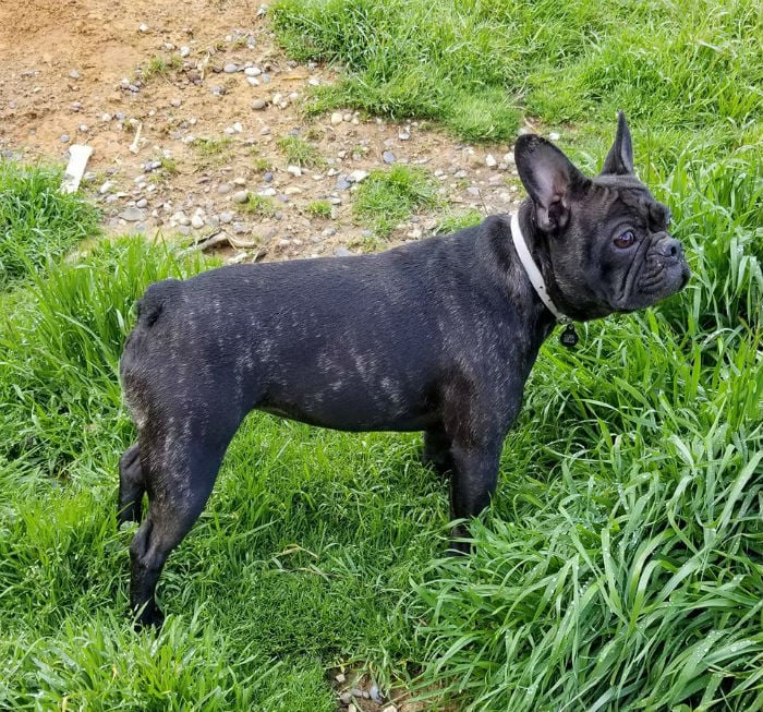Image for Calero Canine Education with ID of: 2642760