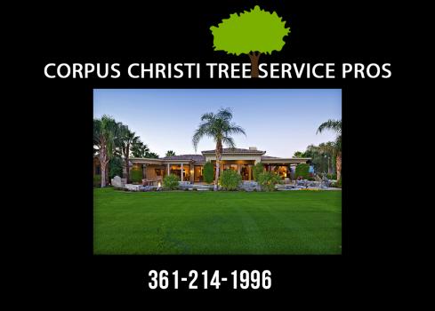Image for Corpus Christi Tree Service Pros with ID of: 2647844