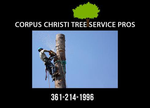 Image for Corpus Christi Tree Service Pros with ID of: 2647846