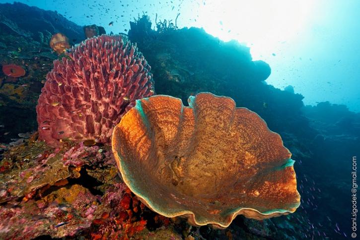 Image for Scuba Diving Bali with ID of: 2648434