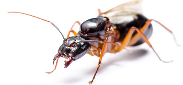 Image for Pros In Control Pest Services with ID of: 2648489