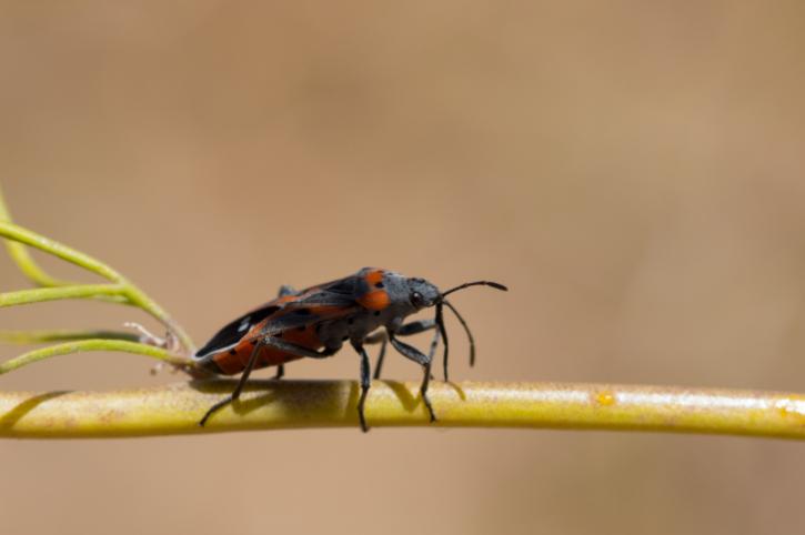 Image for Integrity Termite and Pest Solutions with ID of: 2648576