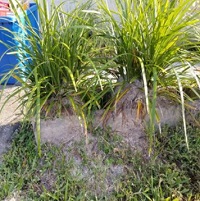 Image for SUMMERVILLE PEST CONTROL SERVICE with ID of: 2649452