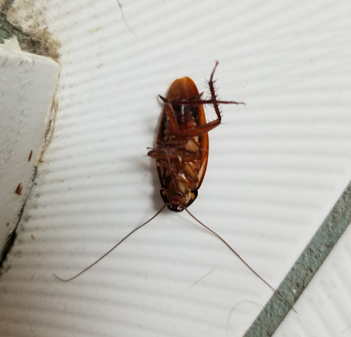 Image for SUMMERVILLE PEST CONTROL SERVICE with ID of: 2649463