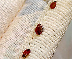 Image for Phoenix Bed Bug Expert with ID of: 2653840