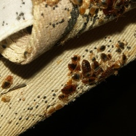 Image for Phoenix Bed Bug Expert with ID of: 2653846