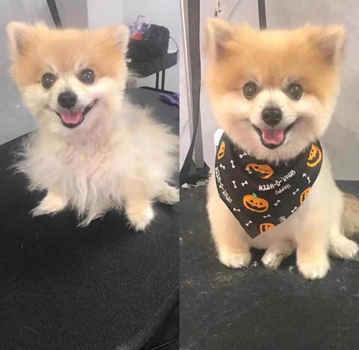 Image for Wiggles Pet's SPA with ID of: 2654608