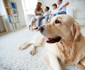 Image for 909 Green Carpet Cleaning with ID of: 2655418