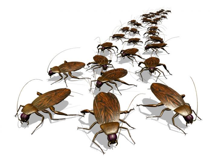 Imel Pest Control Inc - Pest Control & Exterminators ...