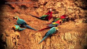 Image for Puerto Maldonado Tours with ID of: 2655642