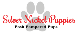Image for Silver Nickle Puppies with ID of: 2657057