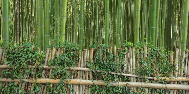 Image for Gabelman's Gardens Bamboo with ID of: 2659882