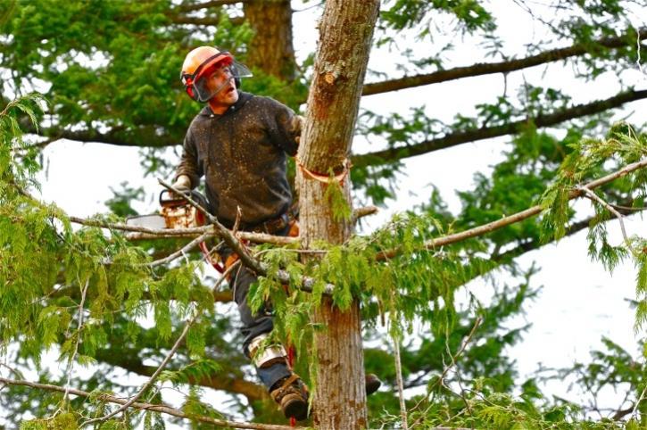 Image for Tree Guys LLC with ID of: 2660235