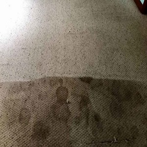 Image for Main Cleaning Soluitons with ID of: 2660325