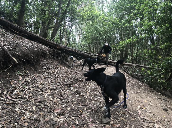 Image for Berkeley Dog Walkers with ID of: 2661354