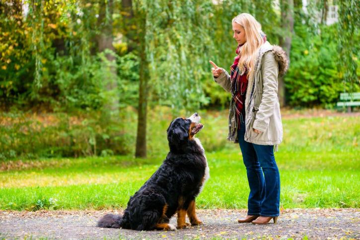 Image for Bucks Dog Training with ID of: 2661871