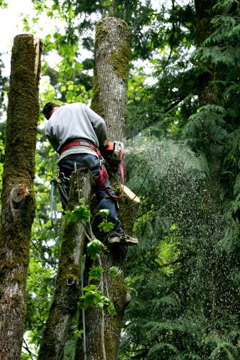 Image for DM Tree Service Inc. with ID of: 2662487