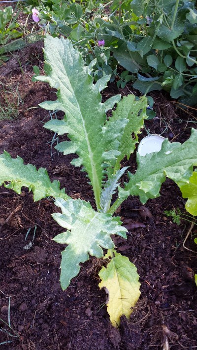 Image for South Coast Garden Starters LLC with ID of: 2662946
