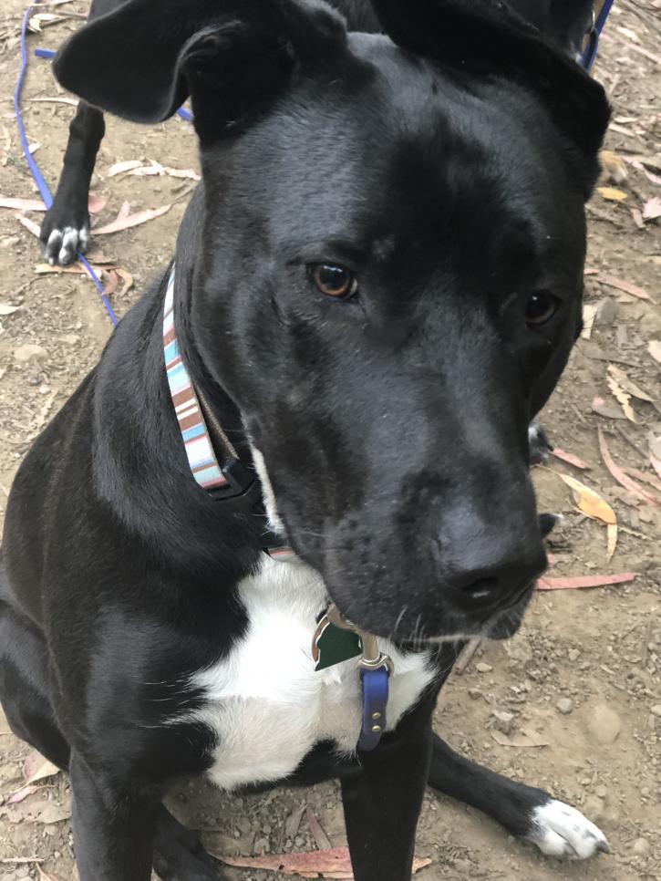 Image for Berkeley Dog Walkers with ID of: 2663852