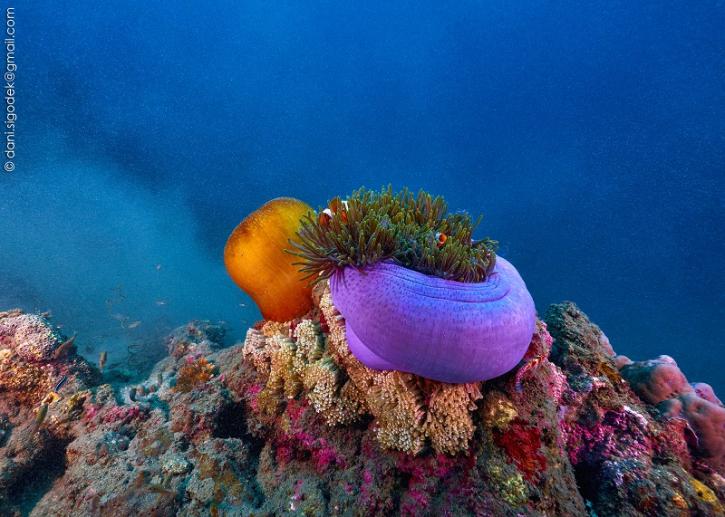 Image for Togian Island with ID of: 2664342