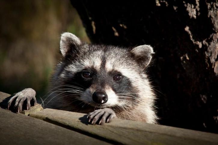 Image for DelVal Wildlife Nuisance Control with ID of: 2665042